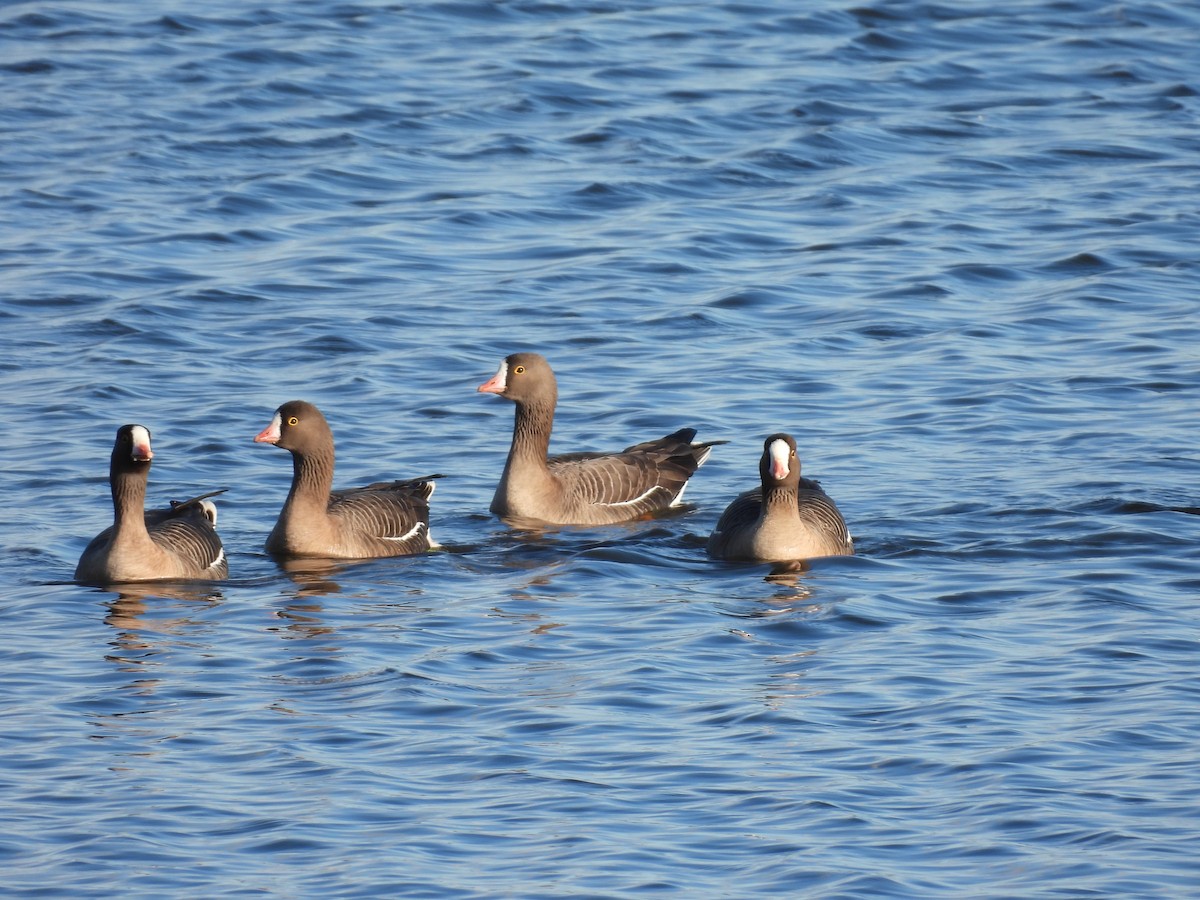 Lesser White-fronted Goose - ML617473644