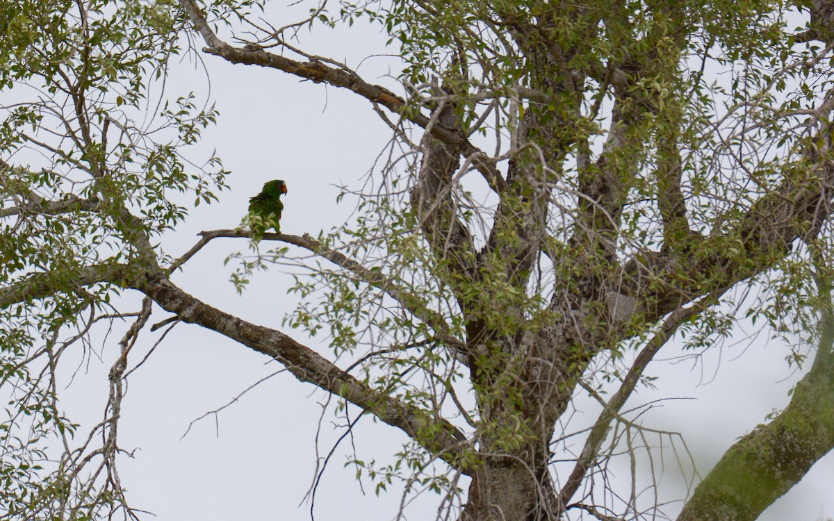White-fronted Parrot - Luis Trinchan