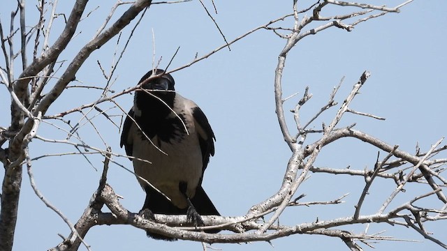 Hooded Crow - ML617473666