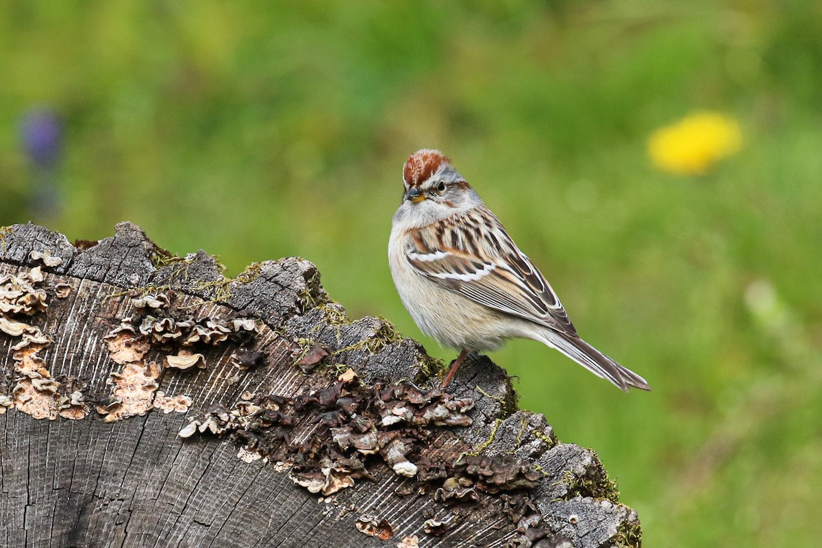 American Tree Sparrow - ML617473681
