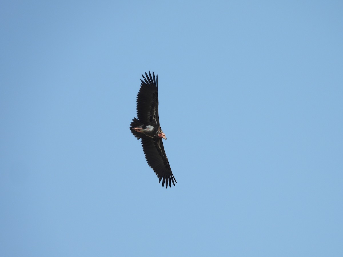 Red-headed Vulture - ML617473740