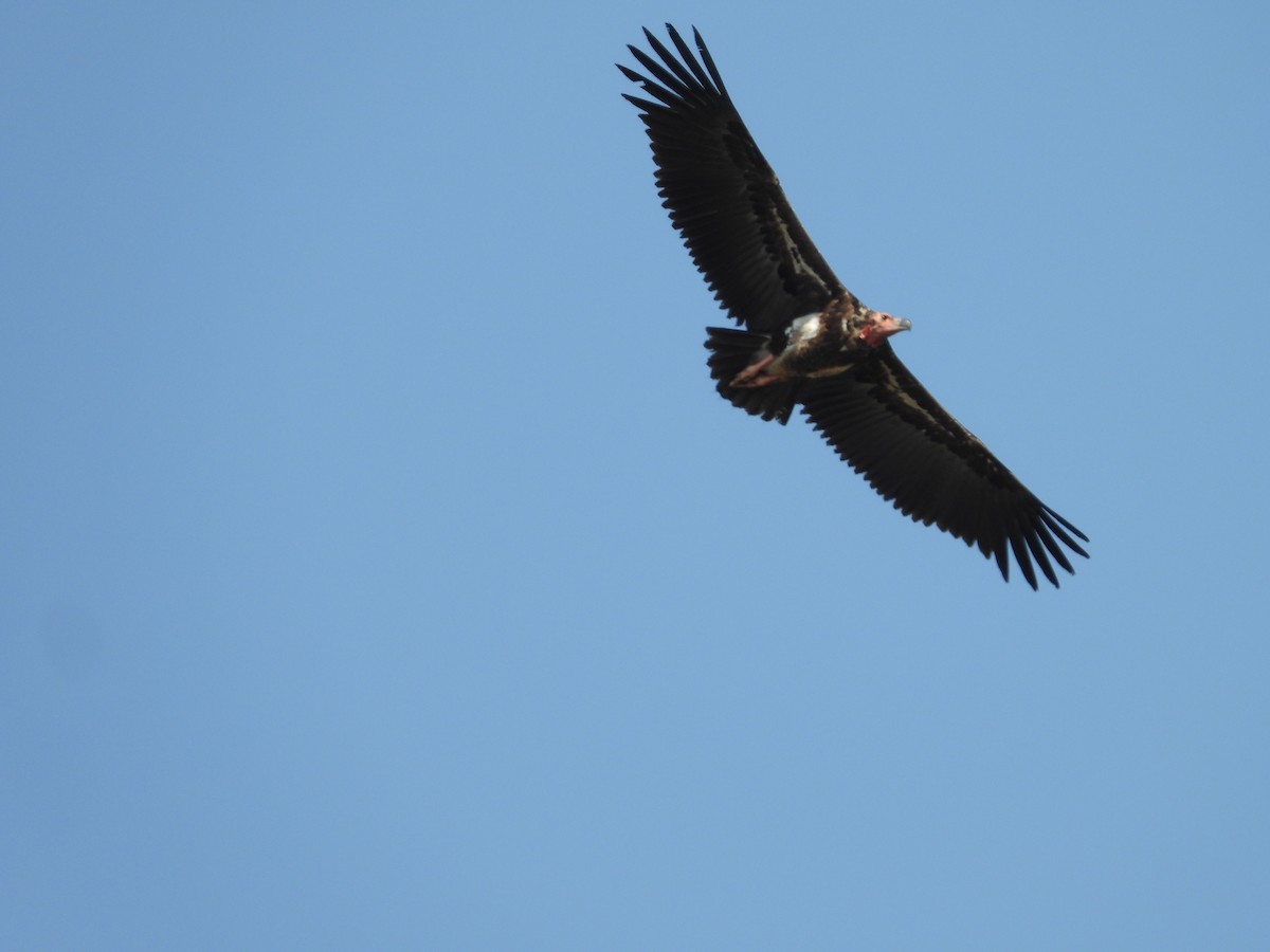 Red-headed Vulture - ML617473742
