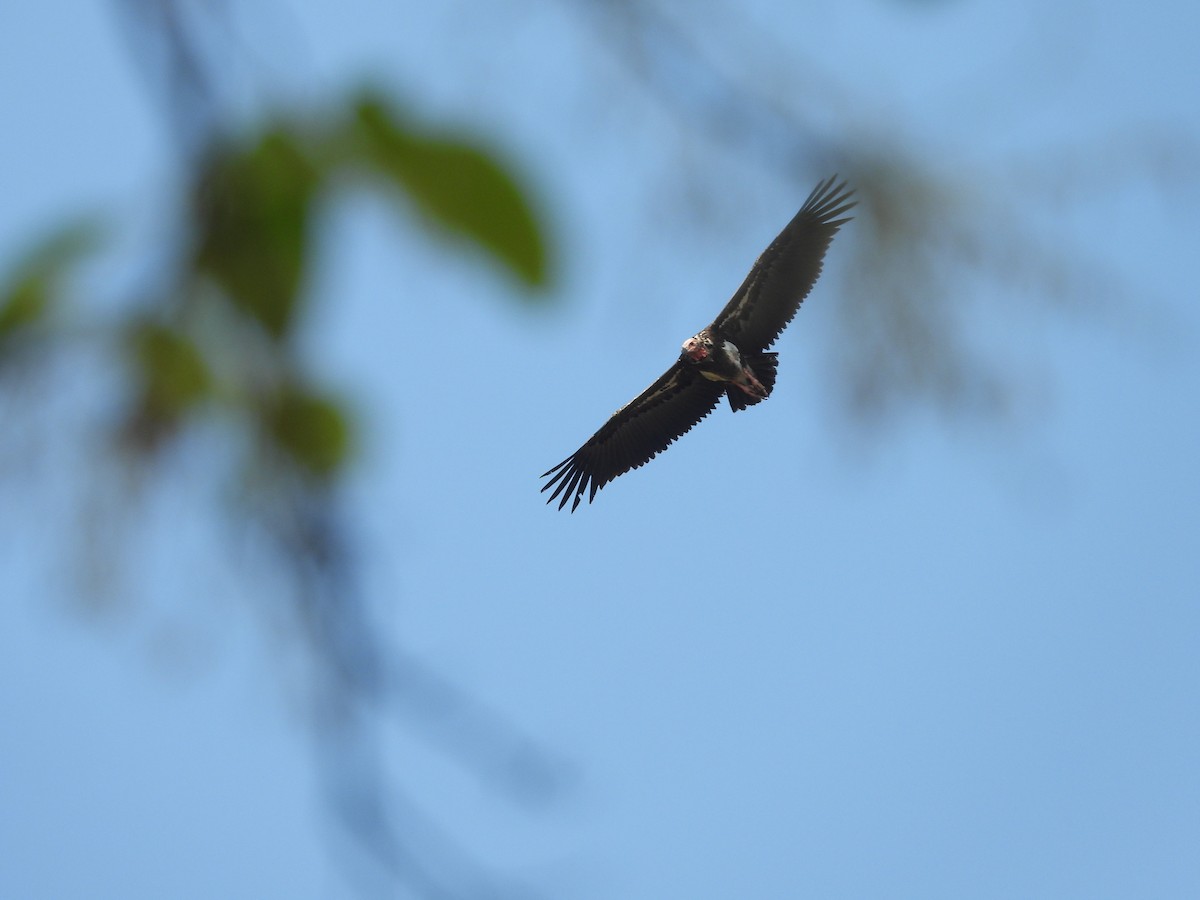 Red-headed Vulture - ML617473744