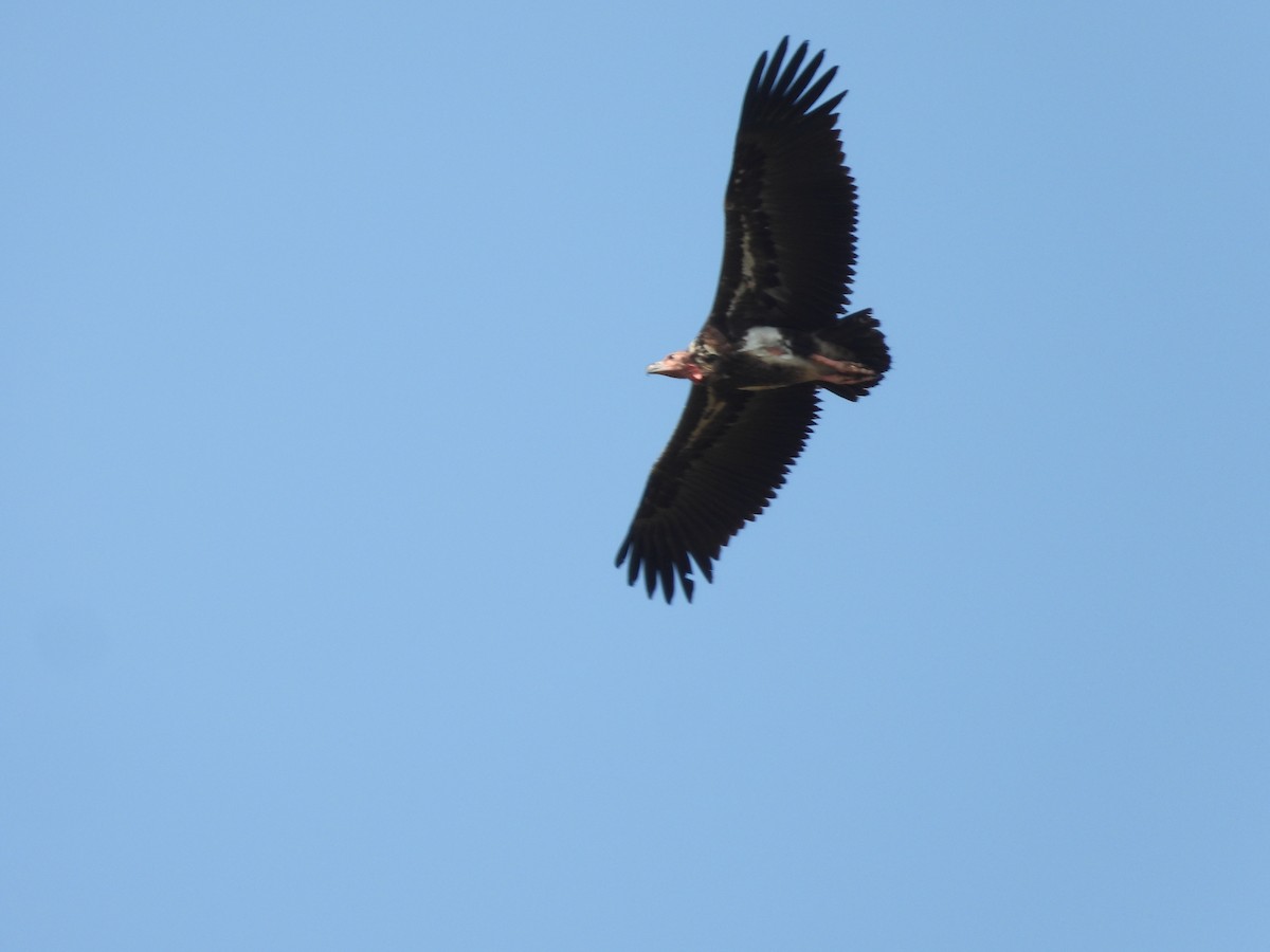 Red-headed Vulture - ML617473745
