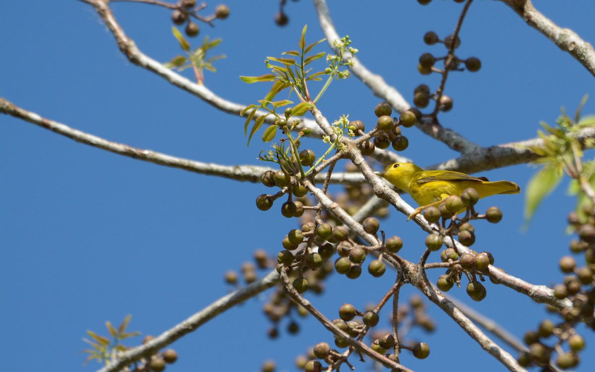 Yellow Warbler (Northern) - ML617473789