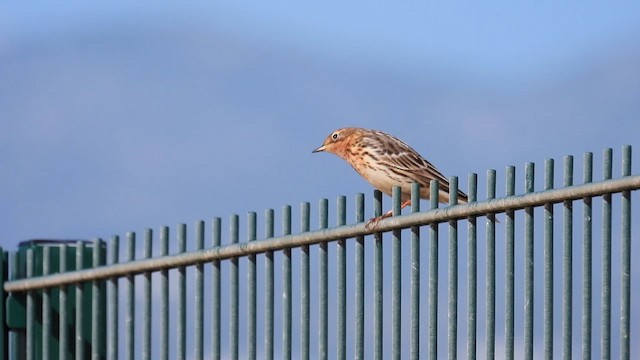 Red-throated Pipit - ML617473790