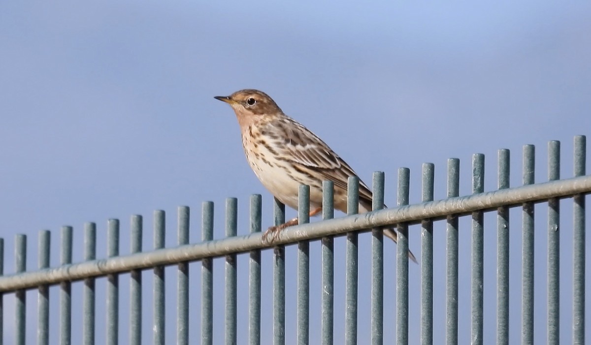 Red-throated Pipit - ML617473844