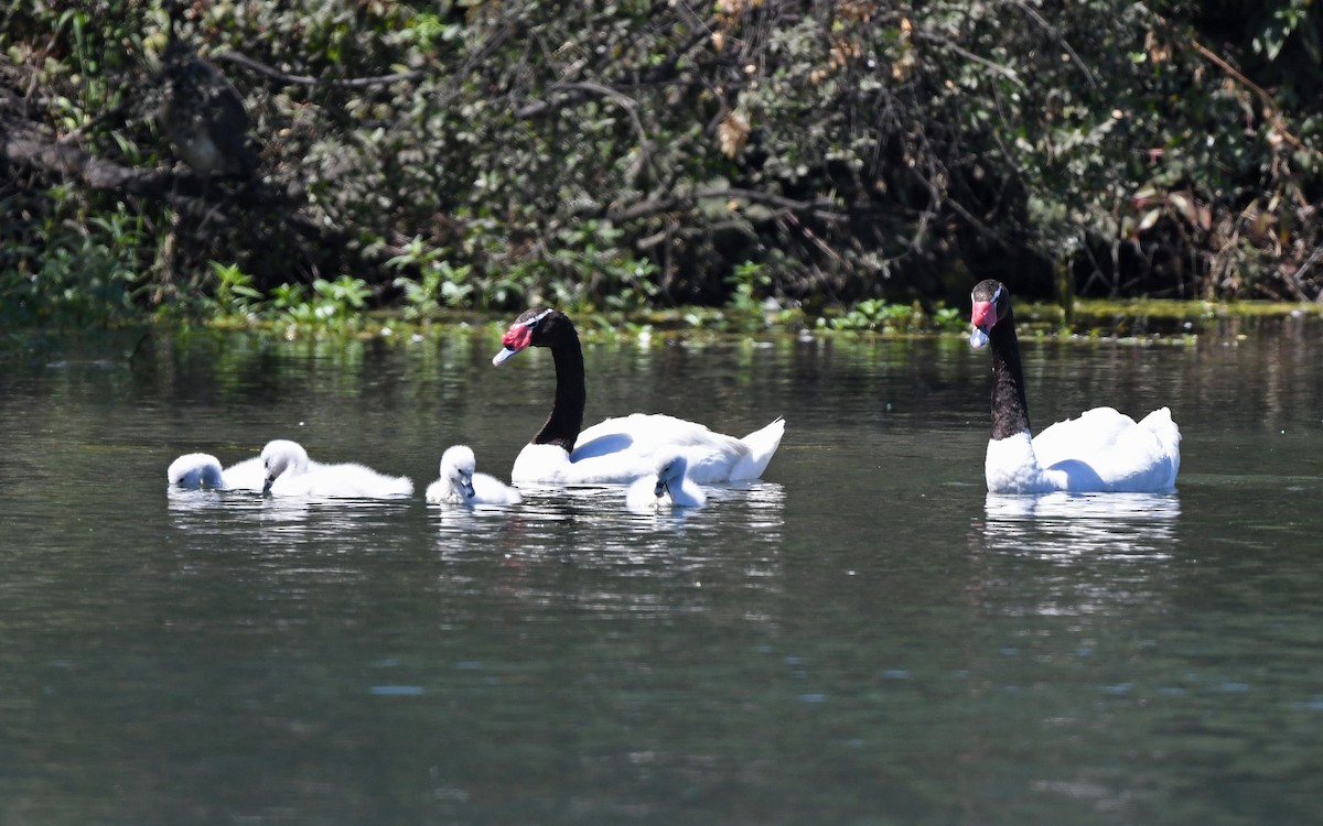 Black-necked Swan - Christoph Moning