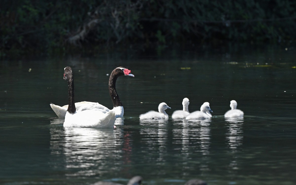 Black-necked Swan - ML617473848