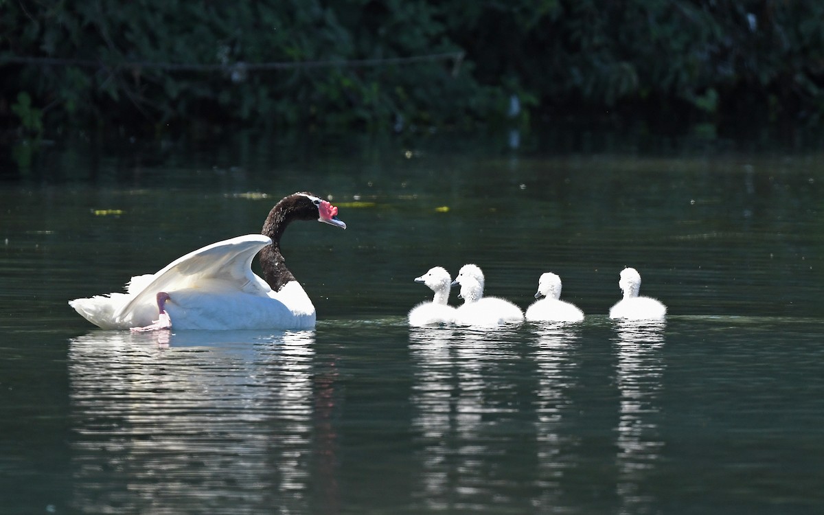 Black-necked Swan - ML617473850
