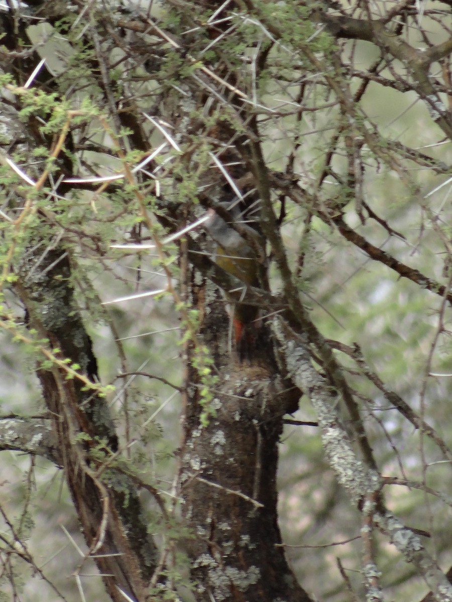 African Gray Woodpecker - ML617473868