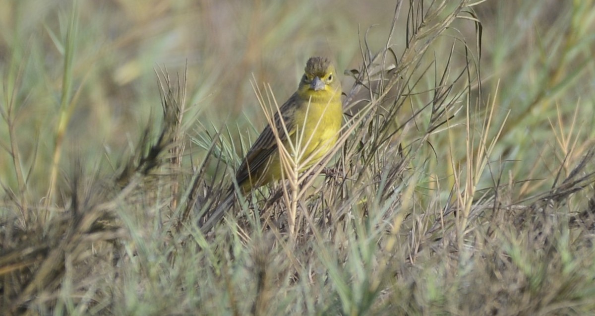 Grassland Yellow-Finch - ML617473882