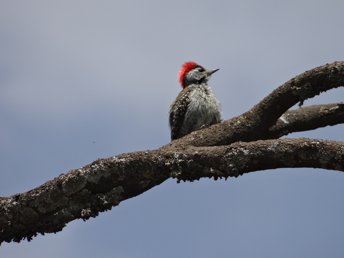 Cardinal Woodpecker - ML617473889