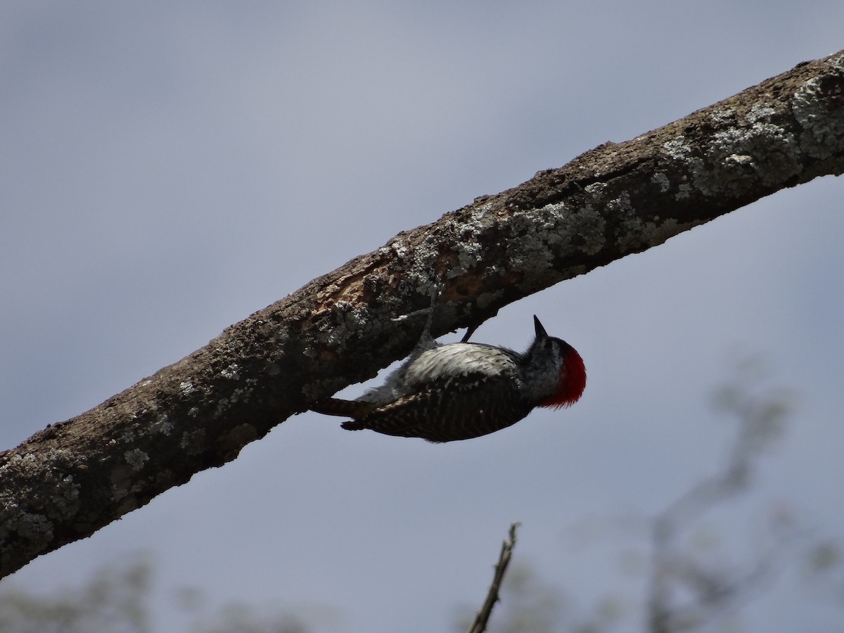 Cardinal Woodpecker - ML617473892
