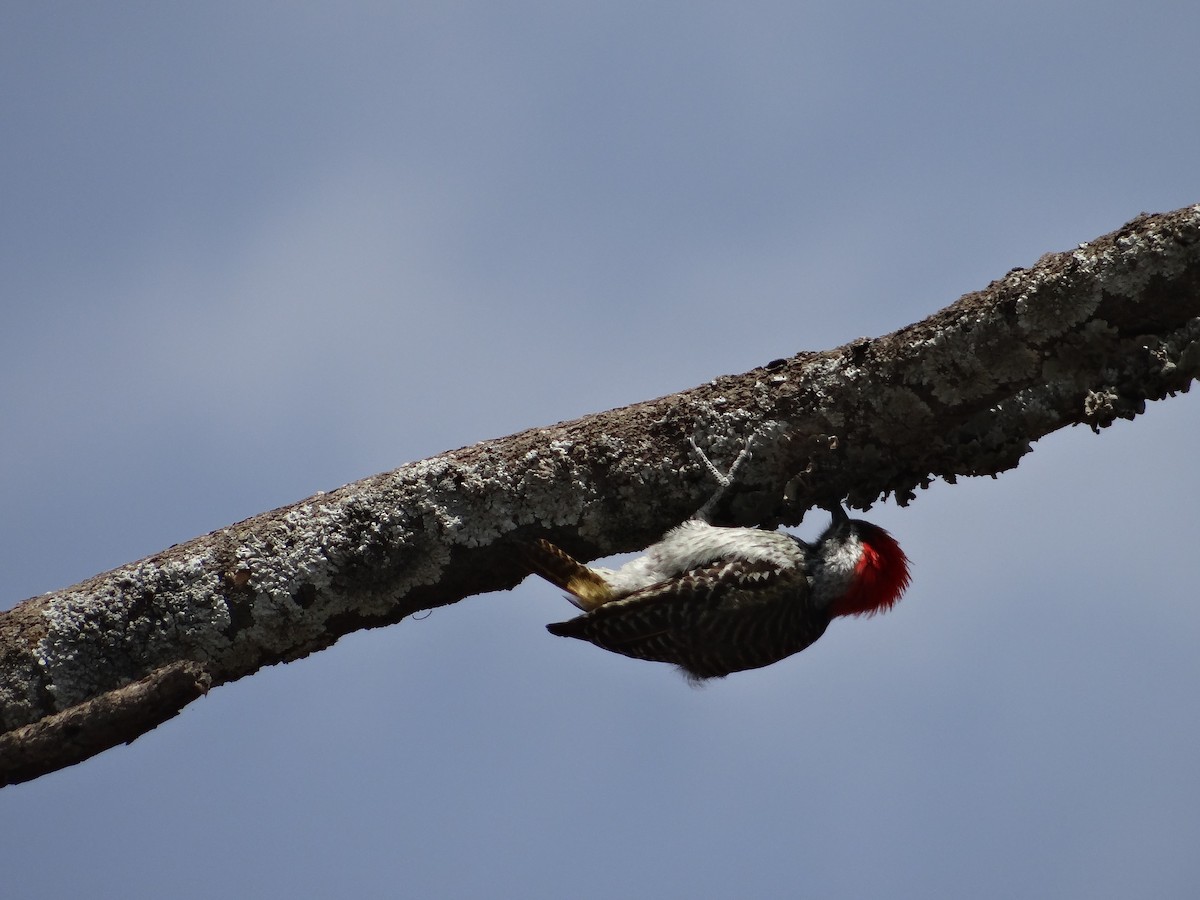 Cardinal Woodpecker - ML617473894