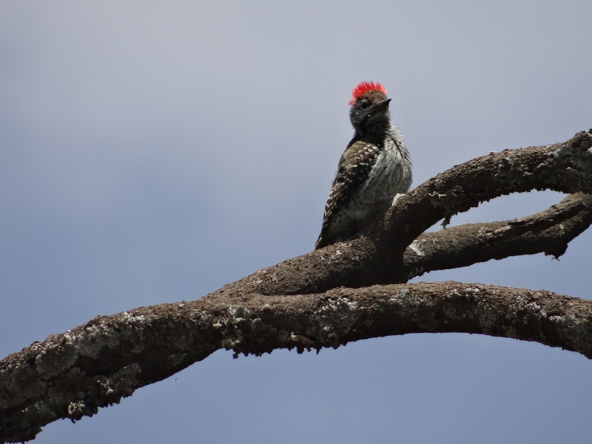 Cardinal Woodpecker - ML617473895