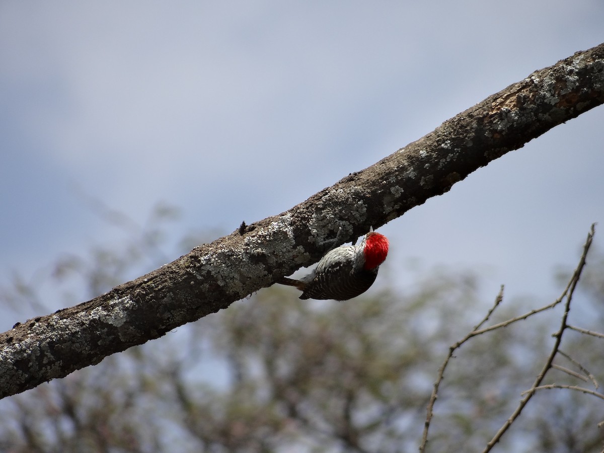 Cardinal Woodpecker - Miguel Angel Benedicto