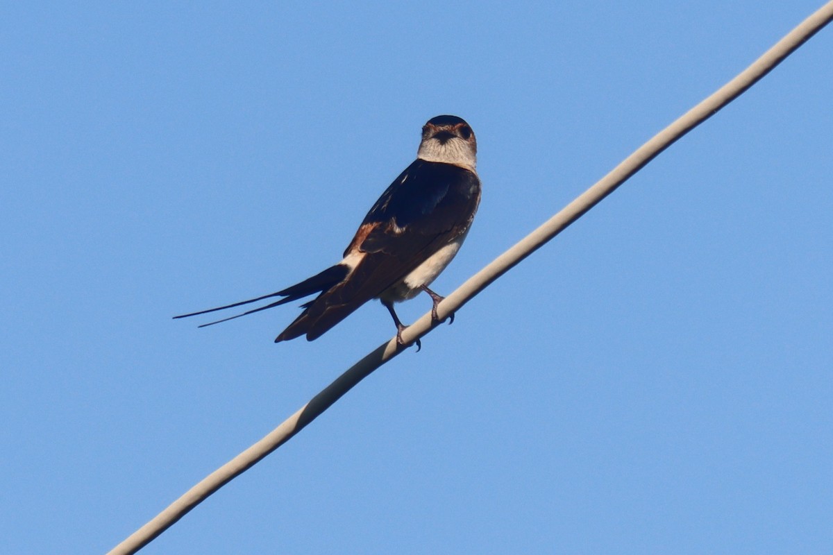 Red-rumped Swallow - Oliver Cottis