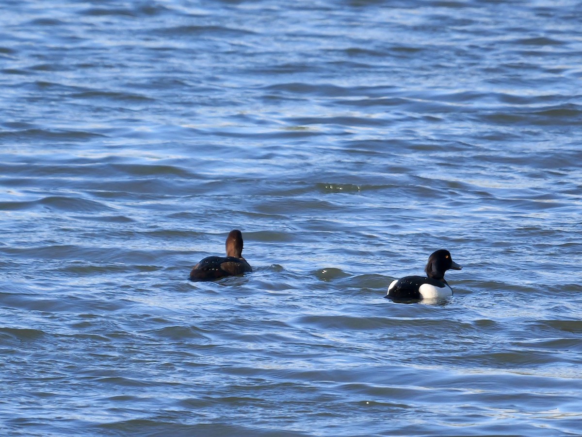 Tufted Duck - ML617474180