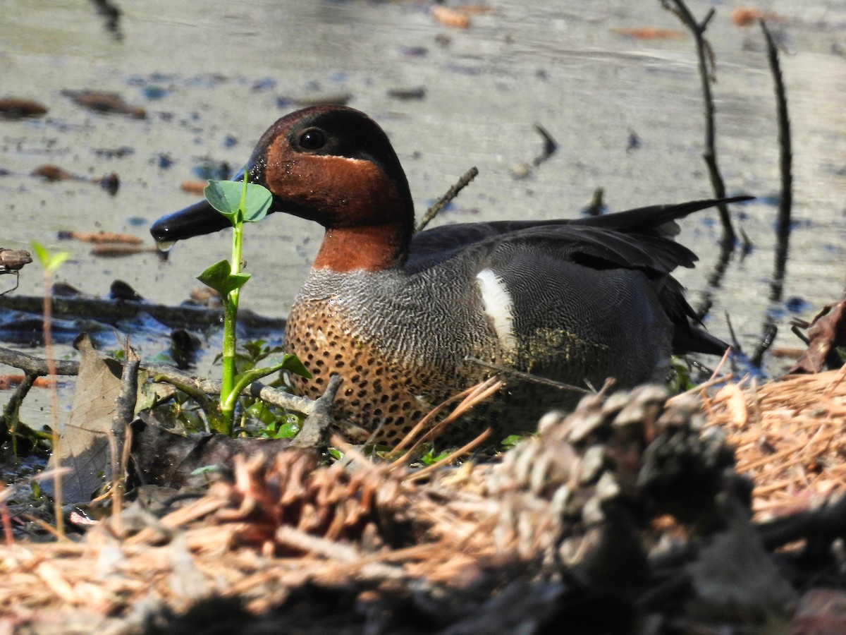 Green-winged Teal - ML617474192