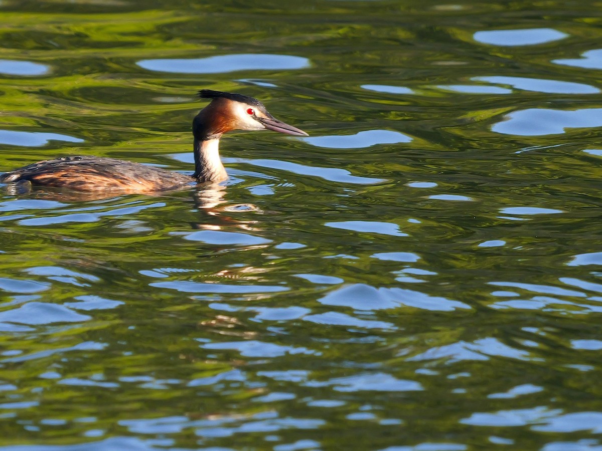 Great Crested Grebe - Tim Boucher
