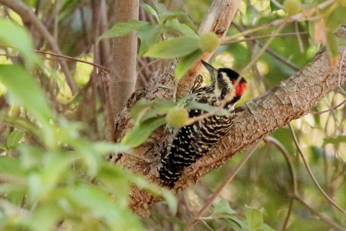 Striped Woodpecker - ML617474251