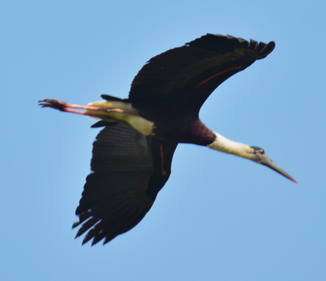 Asian Woolly-necked Stork - ML617474392