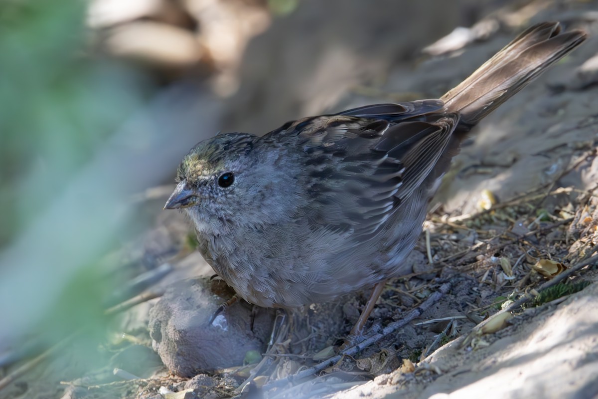 Golden-crowned Sparrow - ML617474492