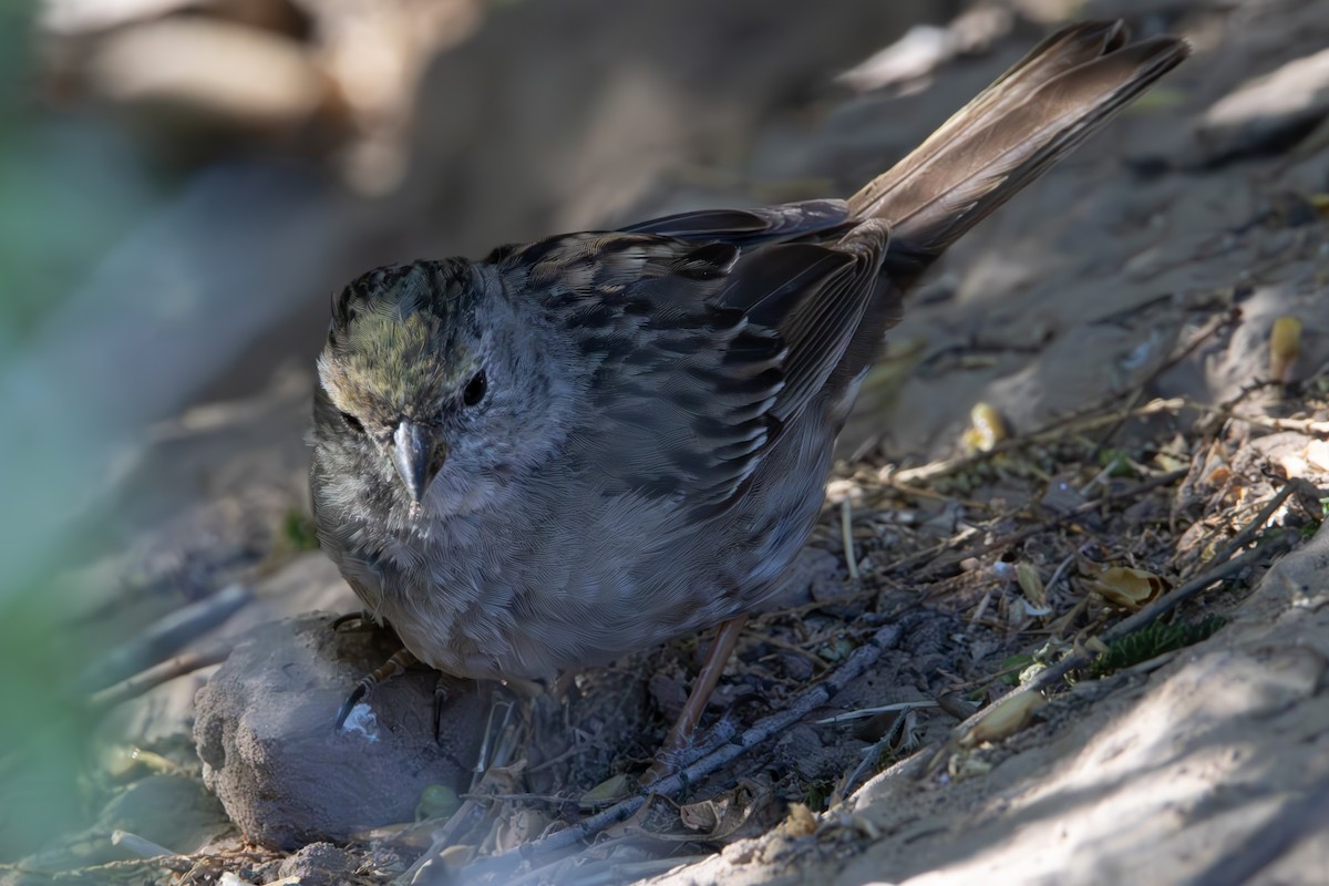 Golden-crowned Sparrow - Dylan Osterhaus