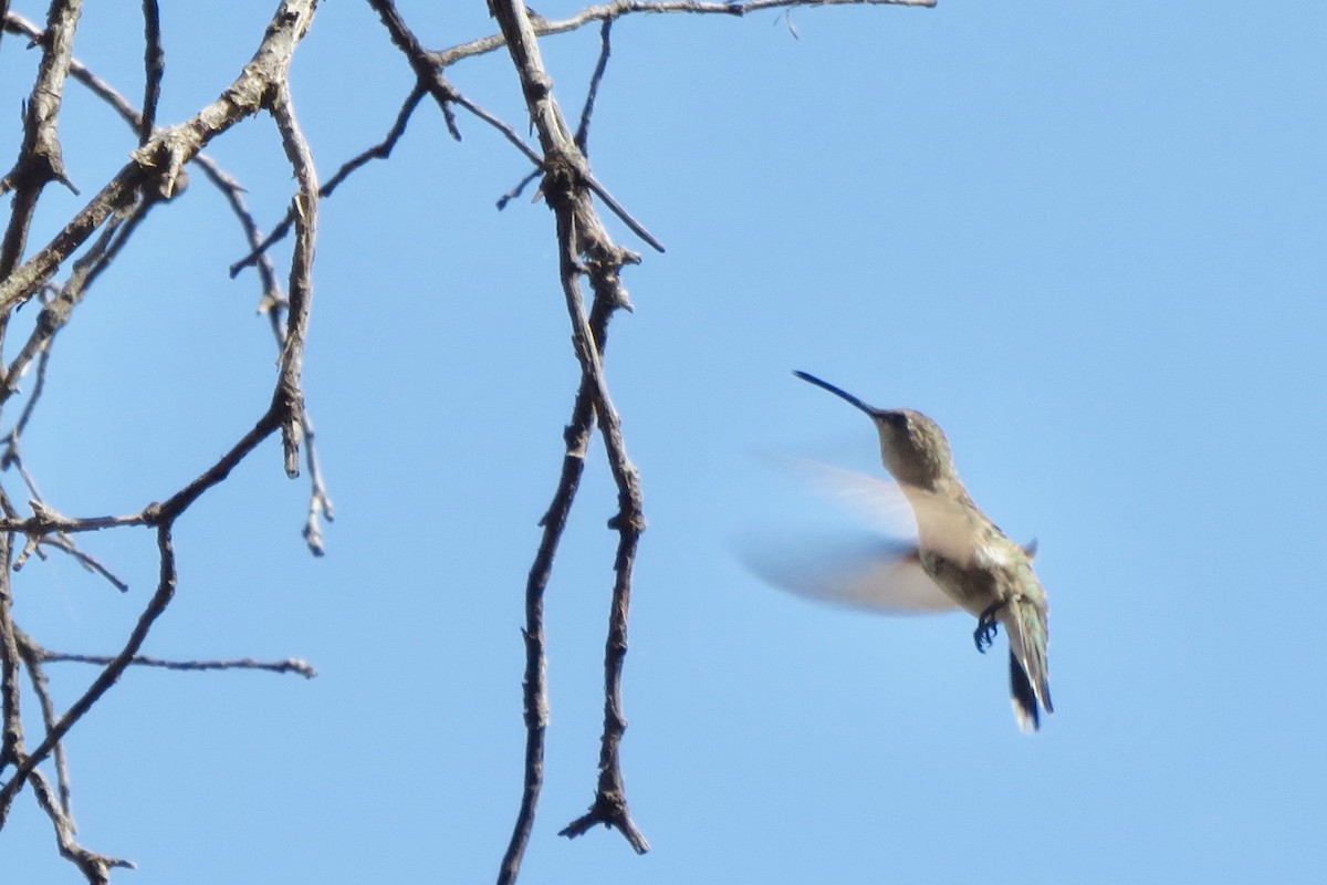 Black-chinned Hummingbird - Ann Haverstock