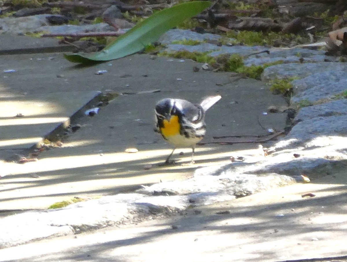 Yellow-throated Warbler - Bill Grabin