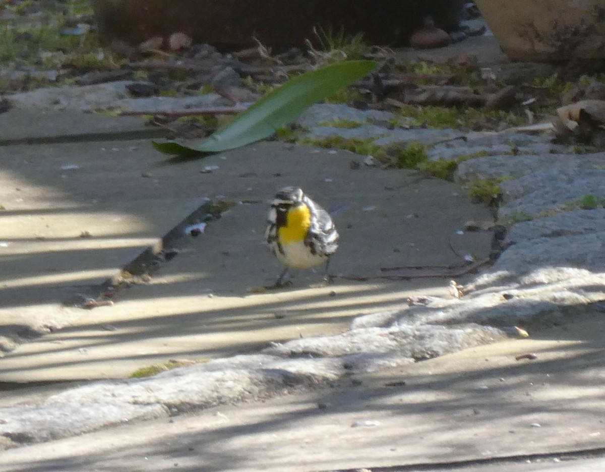 Yellow-throated Warbler - ML617474549