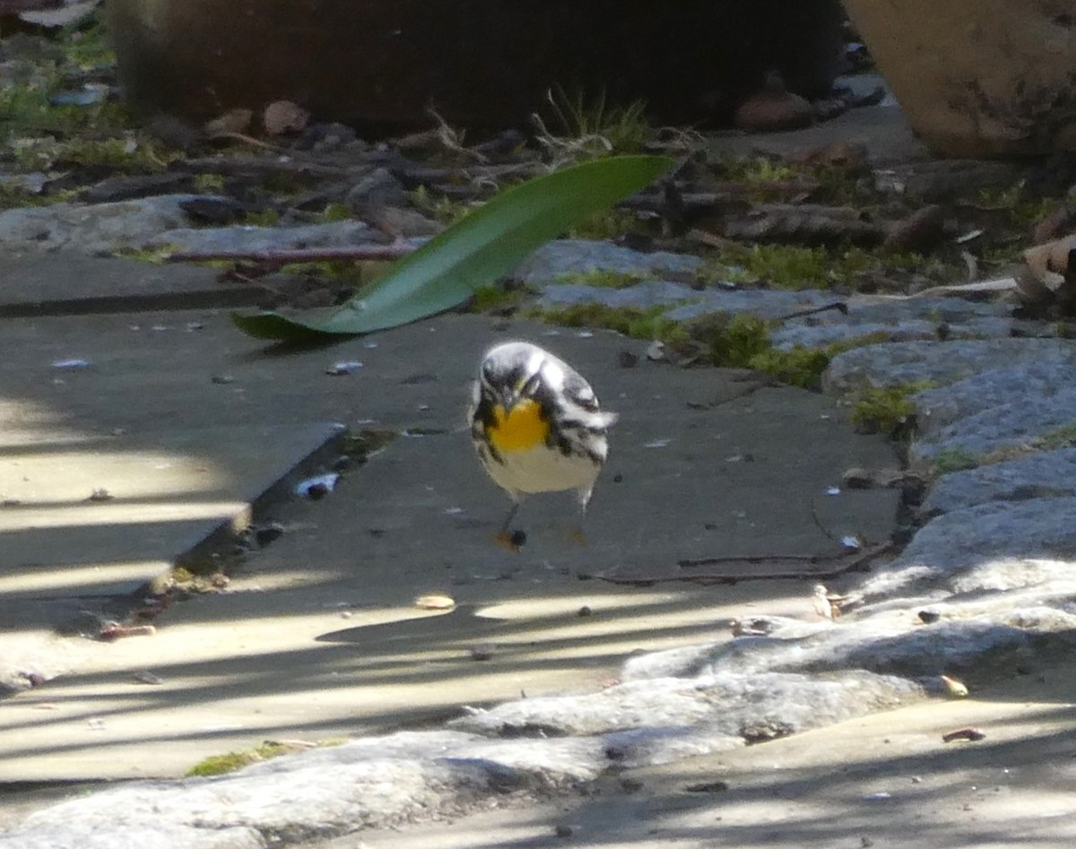 Yellow-throated Warbler - ML617474550