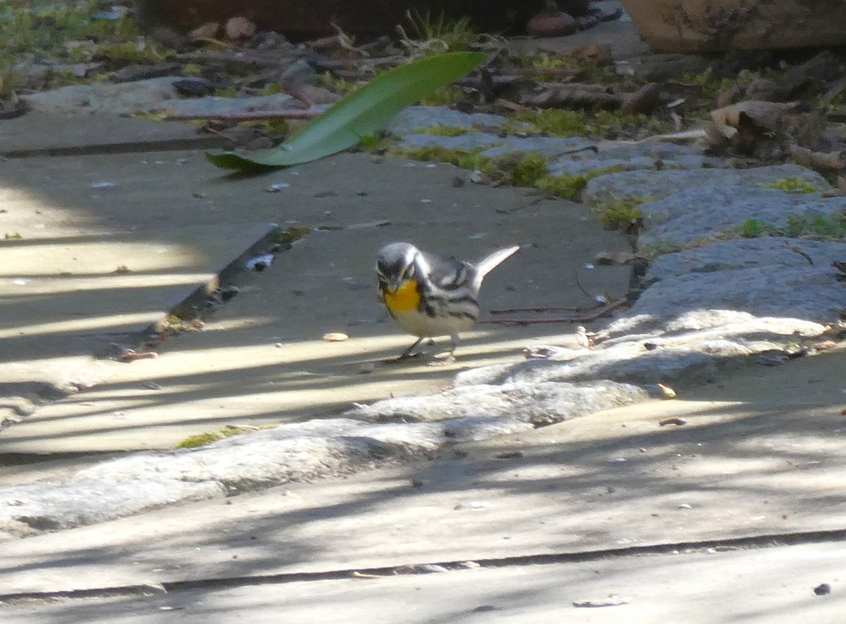 Yellow-throated Warbler - ML617474551