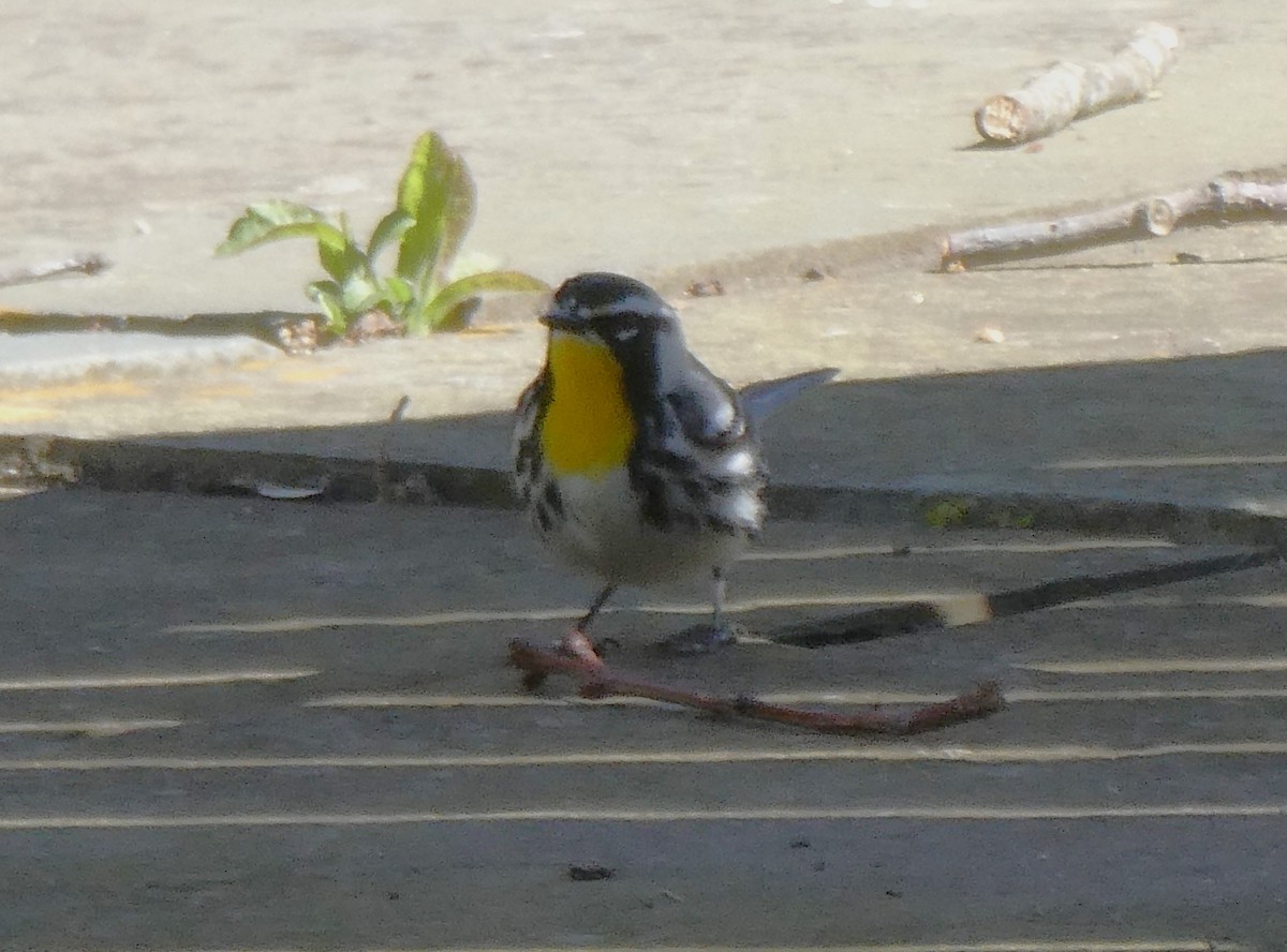 Yellow-throated Warbler - Bill Grabin