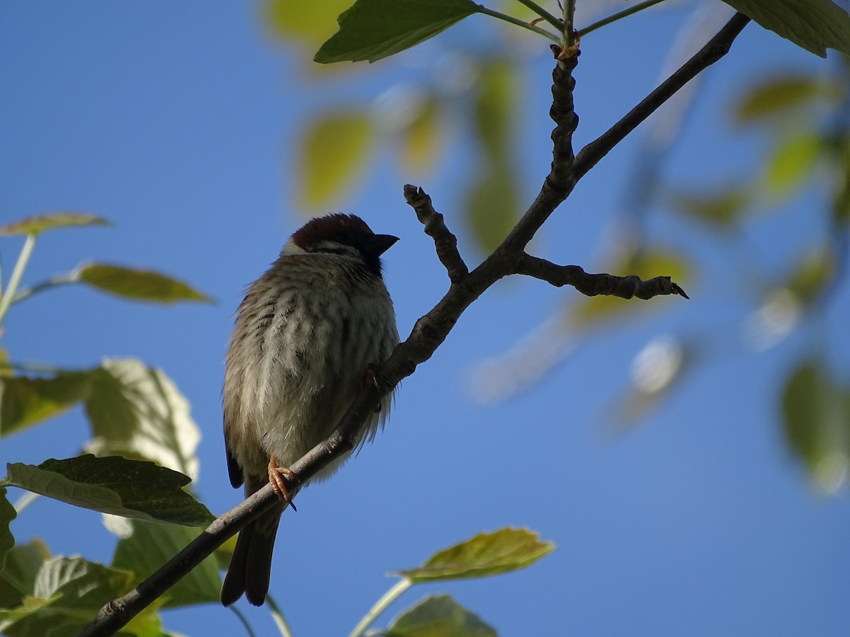 Eurasian Tree Sparrow - Rubén Barrio Blanco