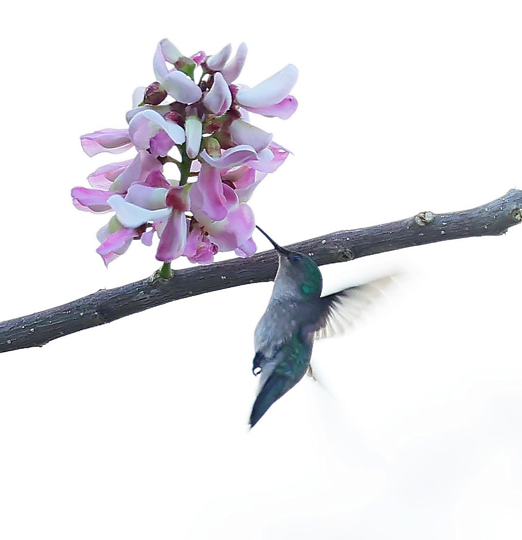 Antillean Crested Hummingbird (Grenadines and Grenada) - ML617474616