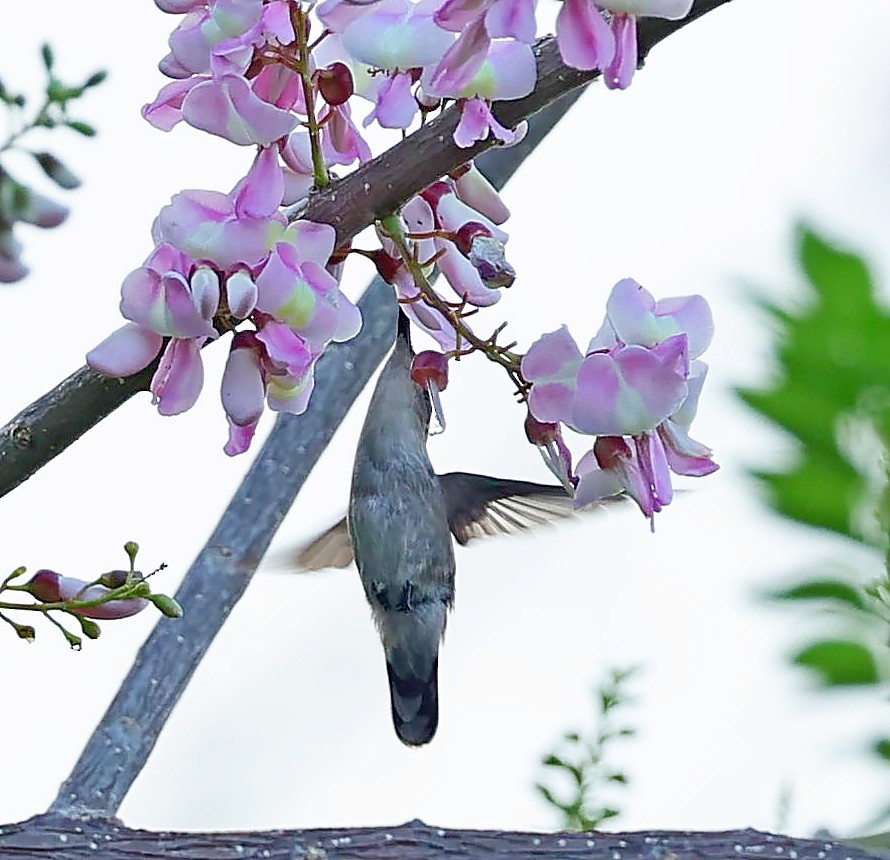 Antillean Crested Hummingbird (Grenadines and Grenada) - ML617474619