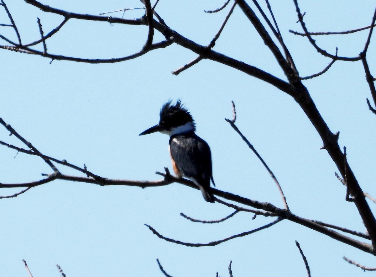 Belted Kingfisher - ML617474625