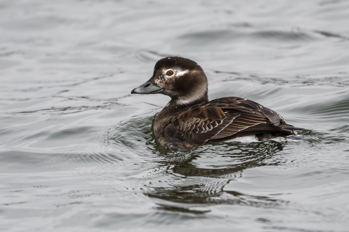 Long-tailed Duck - ML617474649