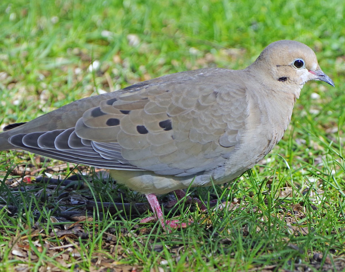 Ebird Checklist Apr Bill S Backyard Species