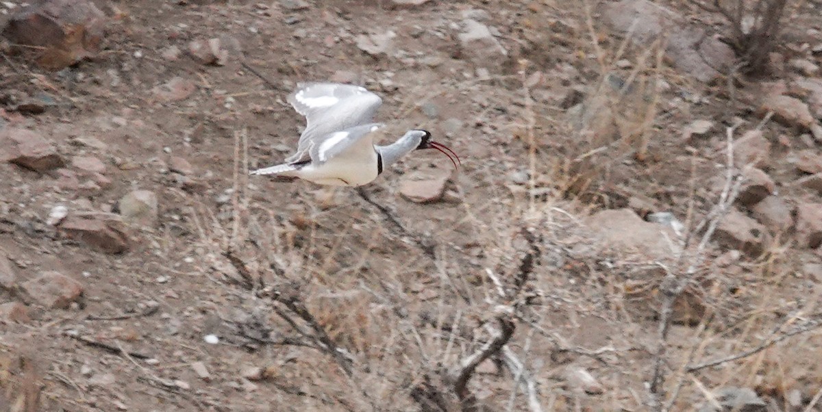 Bec-d'ibis tibétain - ML617474702