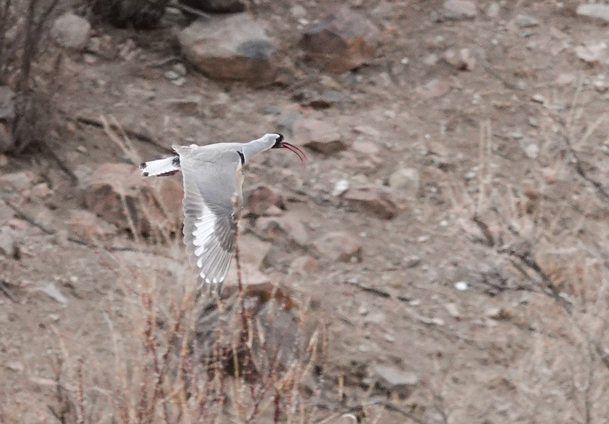 Bec-d'ibis tibétain - ML617474703
