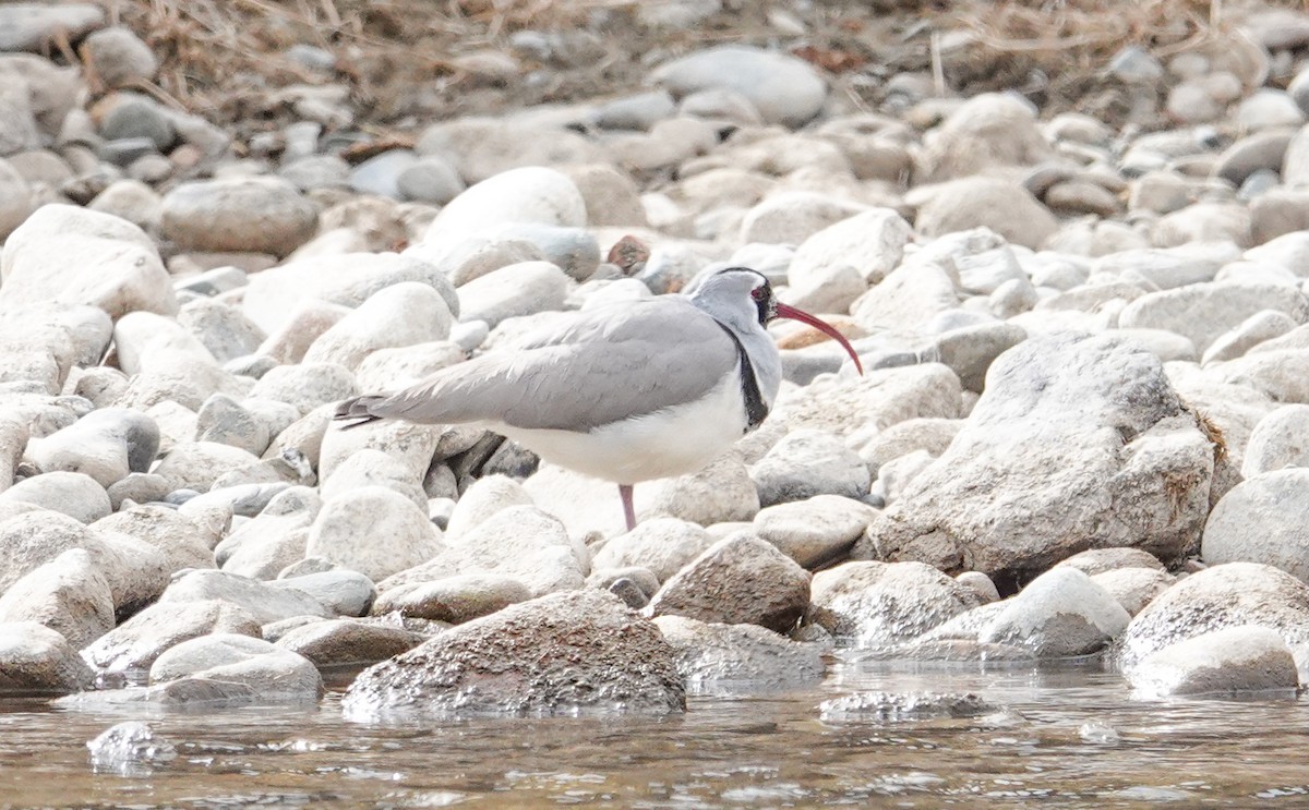 Bec-d'ibis tibétain - ML617474704