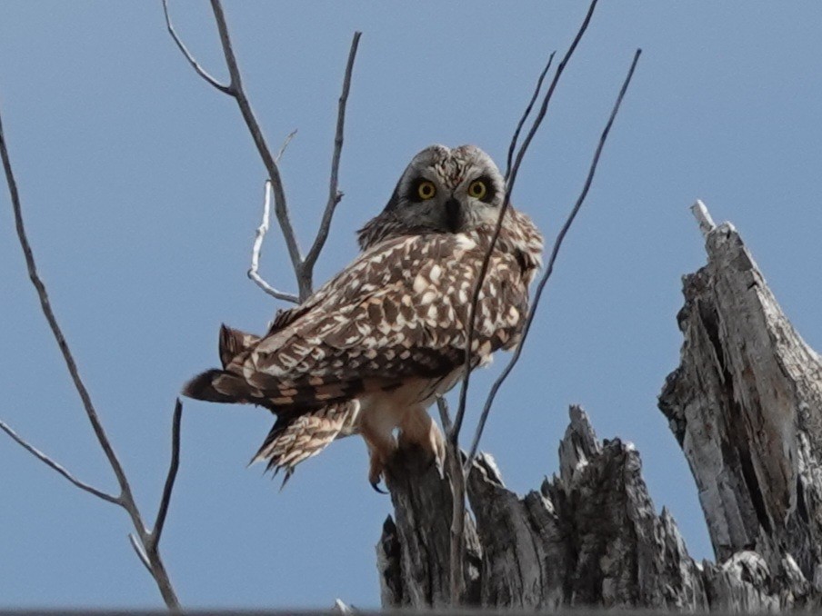 Short-eared Owl - ML617474725