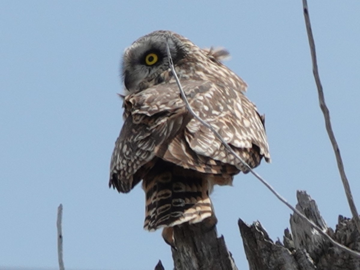 Short-eared Owl - ML617474726