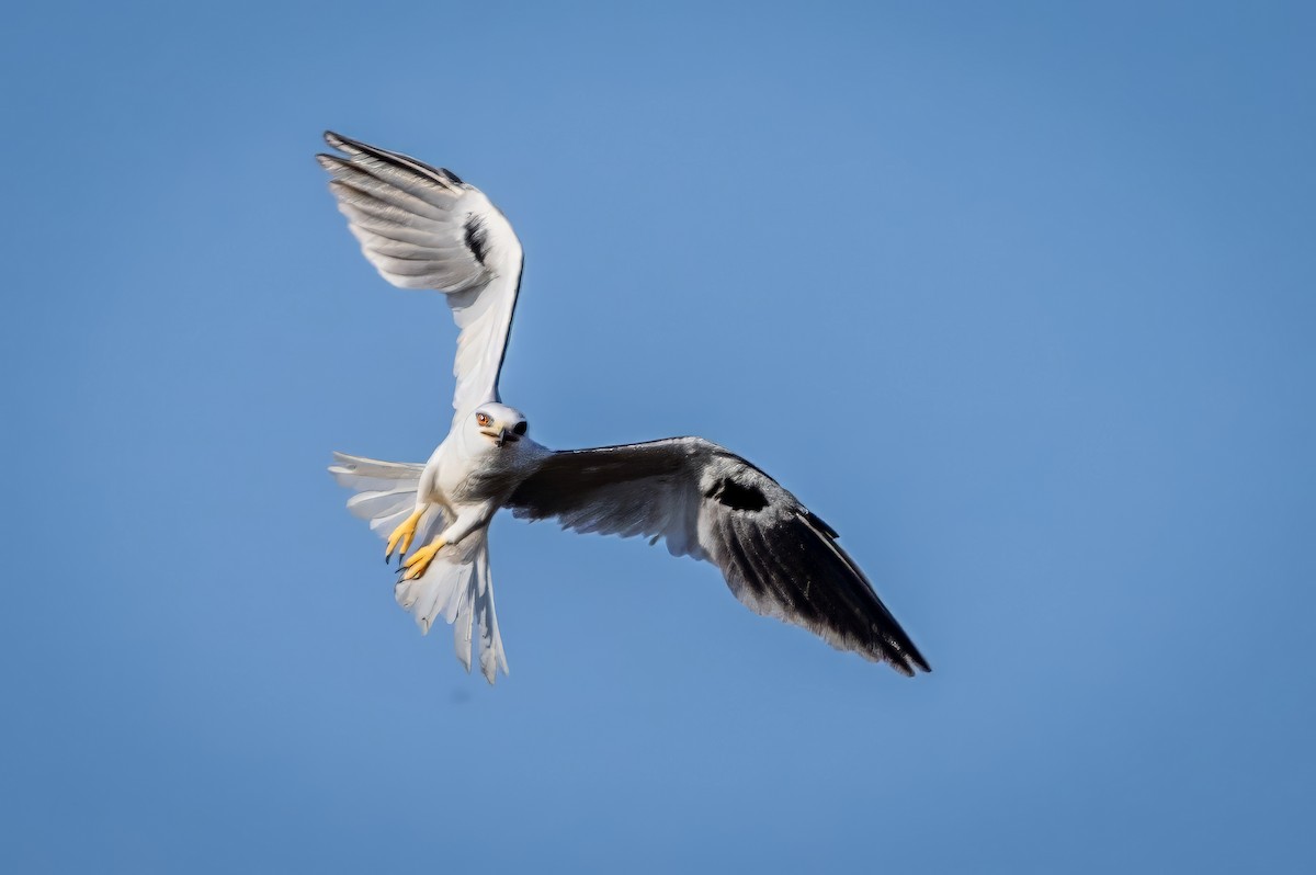 White-tailed Kite - ML617474738