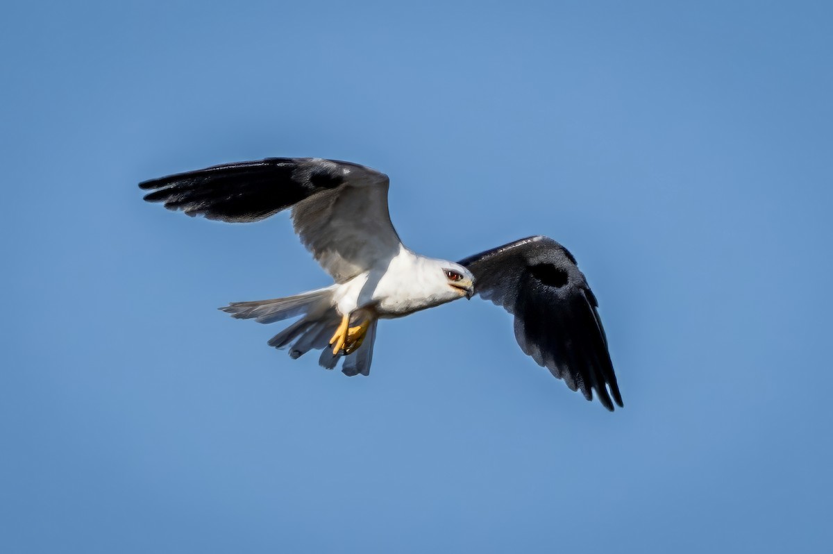 White-tailed Kite - ML617474747