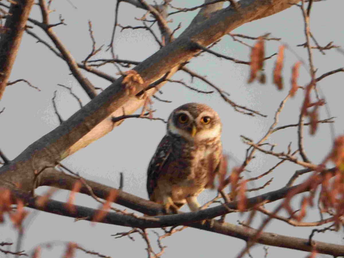 Spotted Owlet - ML617474749