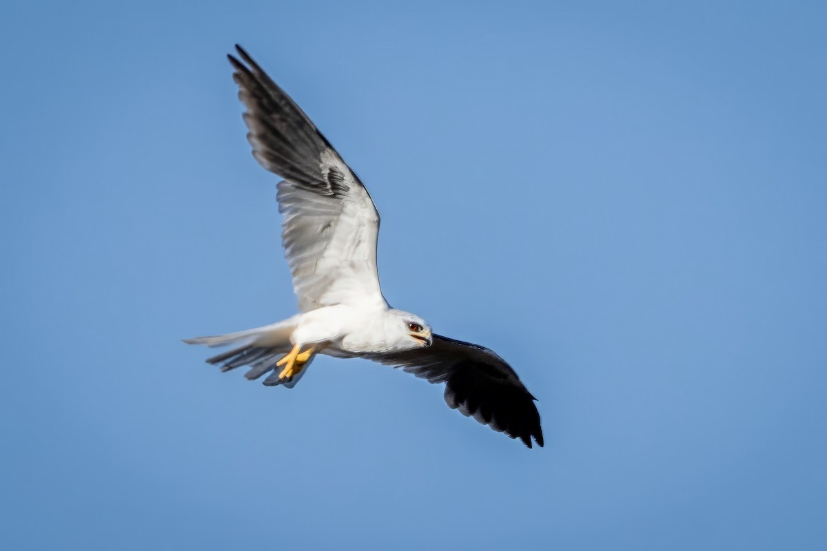 White-tailed Kite - ML617474759